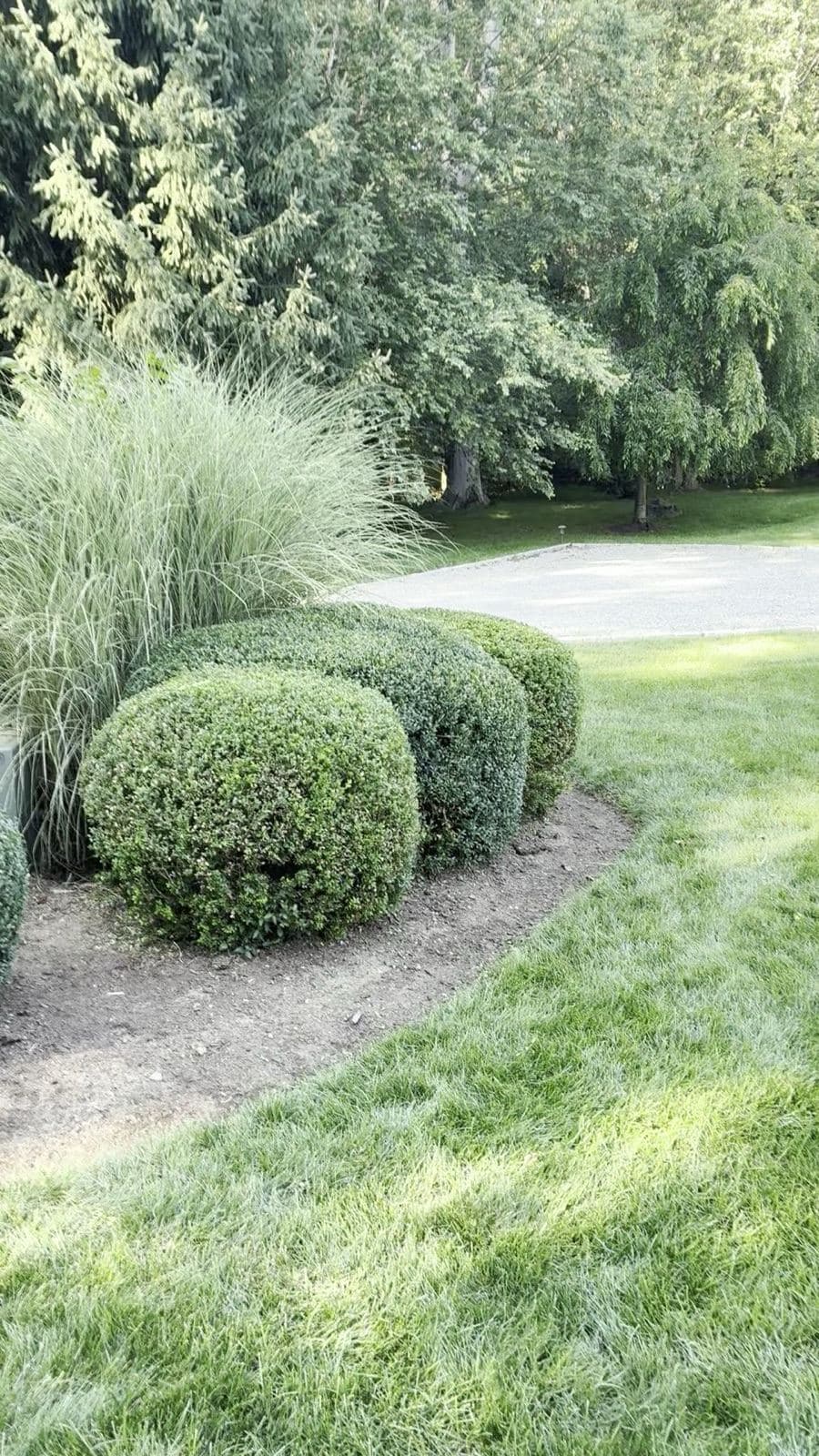 Curved row of hand-shaped boxwoods and ornamental grasses beside a gravel driveway