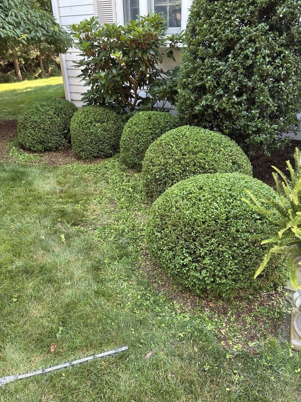 Run of freshly hand-shaped boxwood spheres along a front porch, clippings and hedge trimmer on the lawn