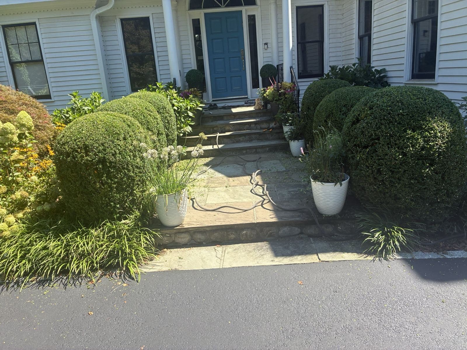 Stone front steps and a blue door framed by rounded boxwoods maintained by Crotty Landscaping