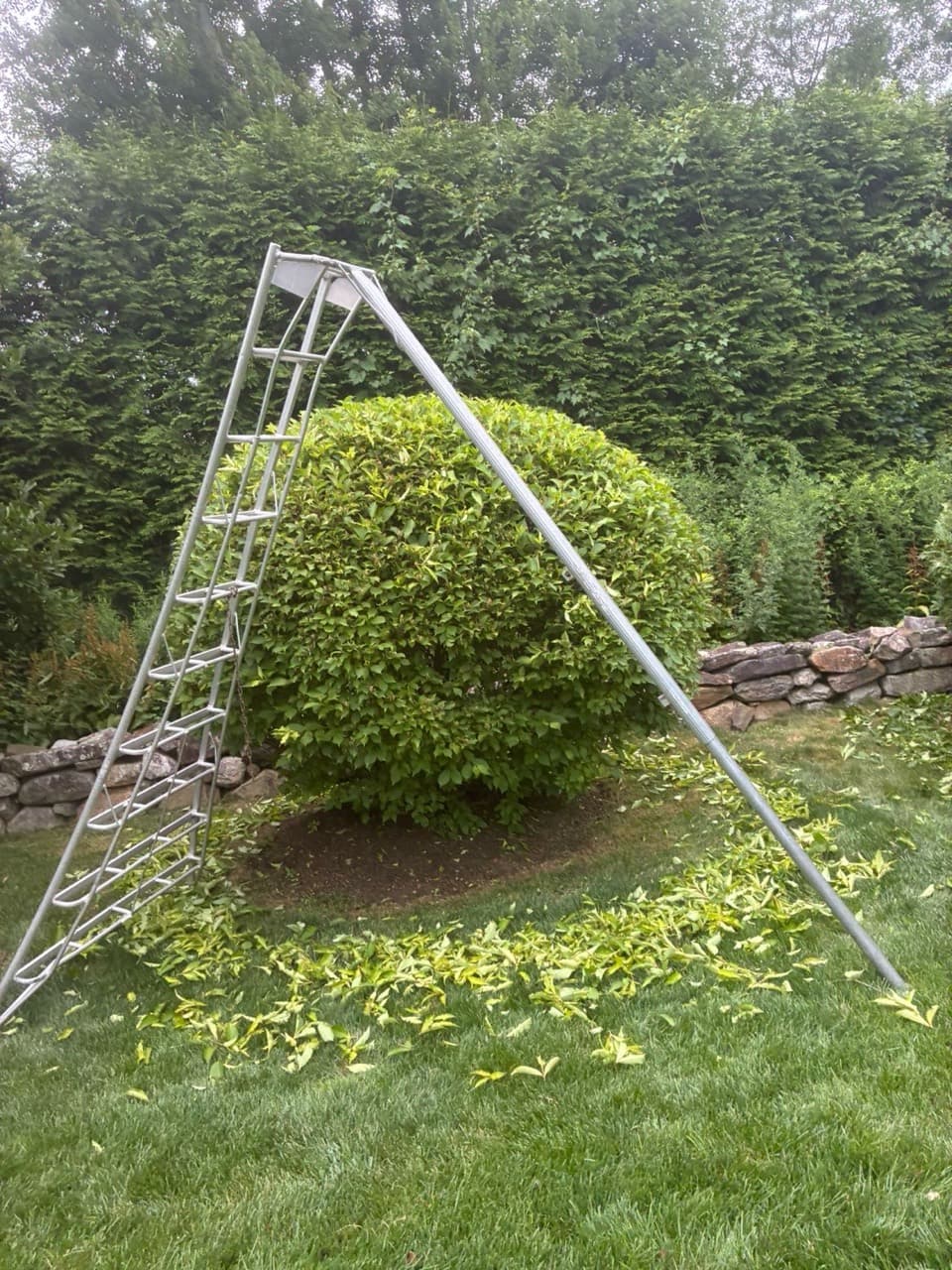 Large ornamental shrub being professionally shaped and pruned