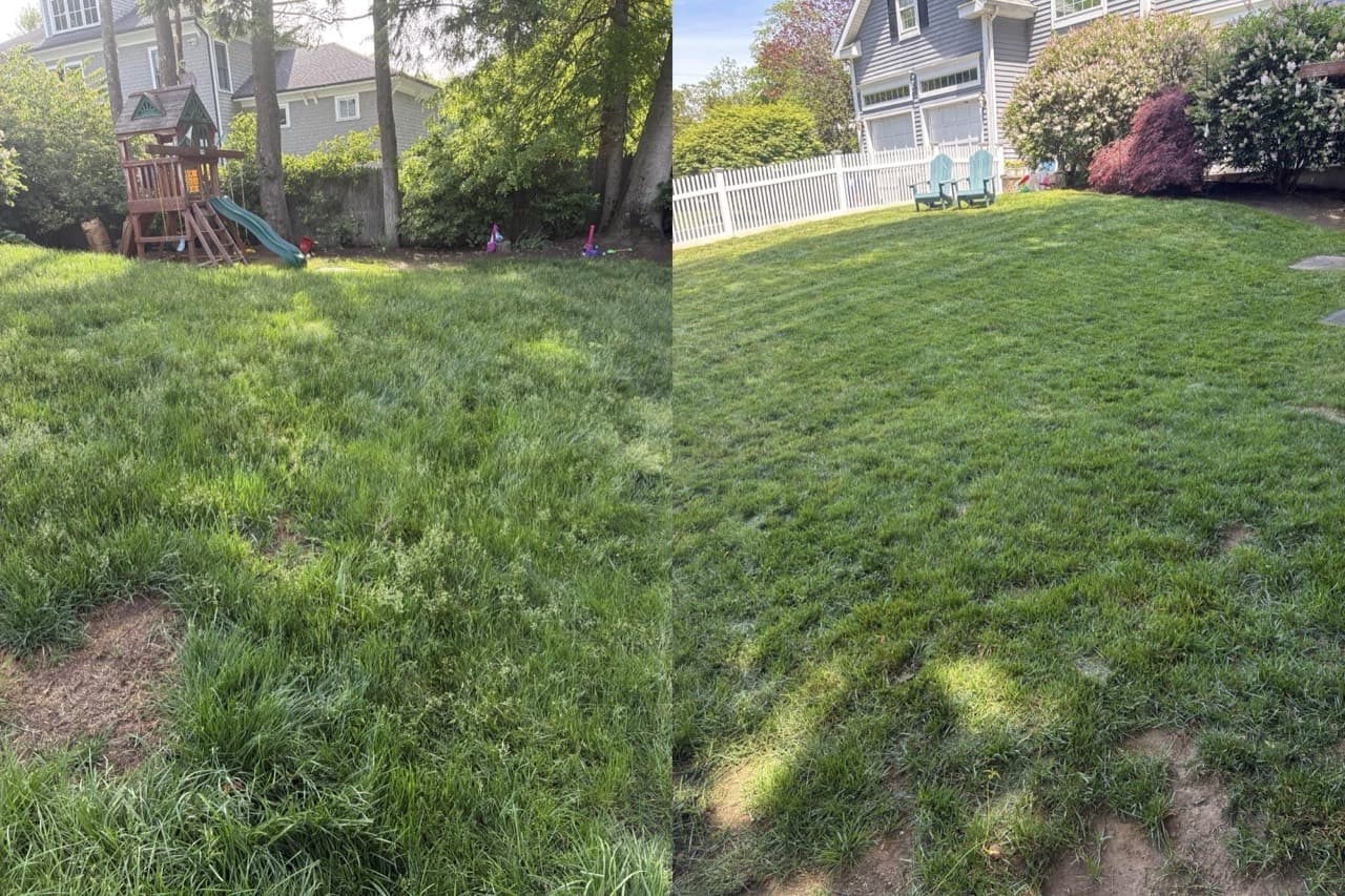 Before and after view of a Fairfield County backyard lawn restoration