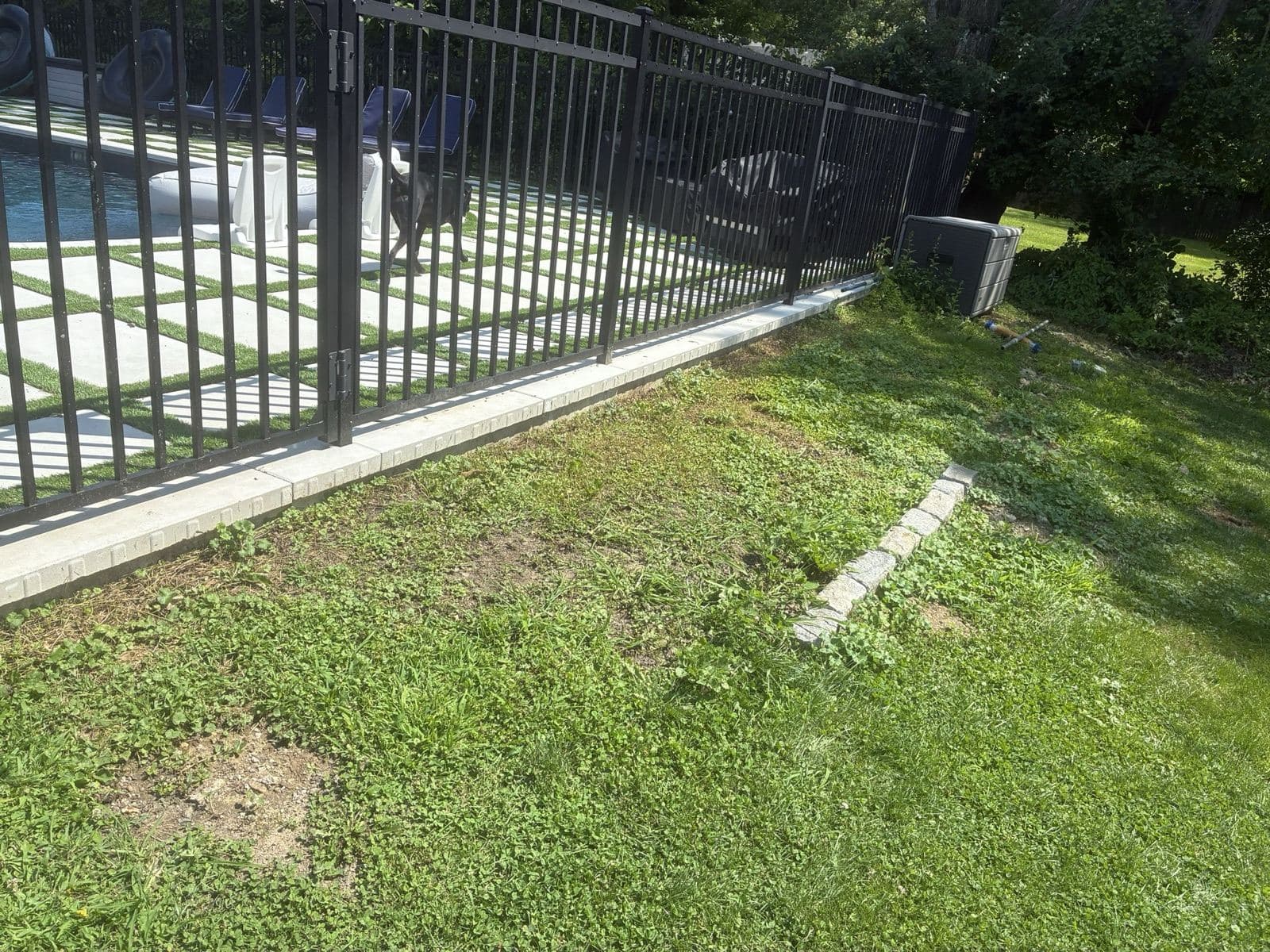 Weedy, patchy strip of lawn along a black pool fence before any work