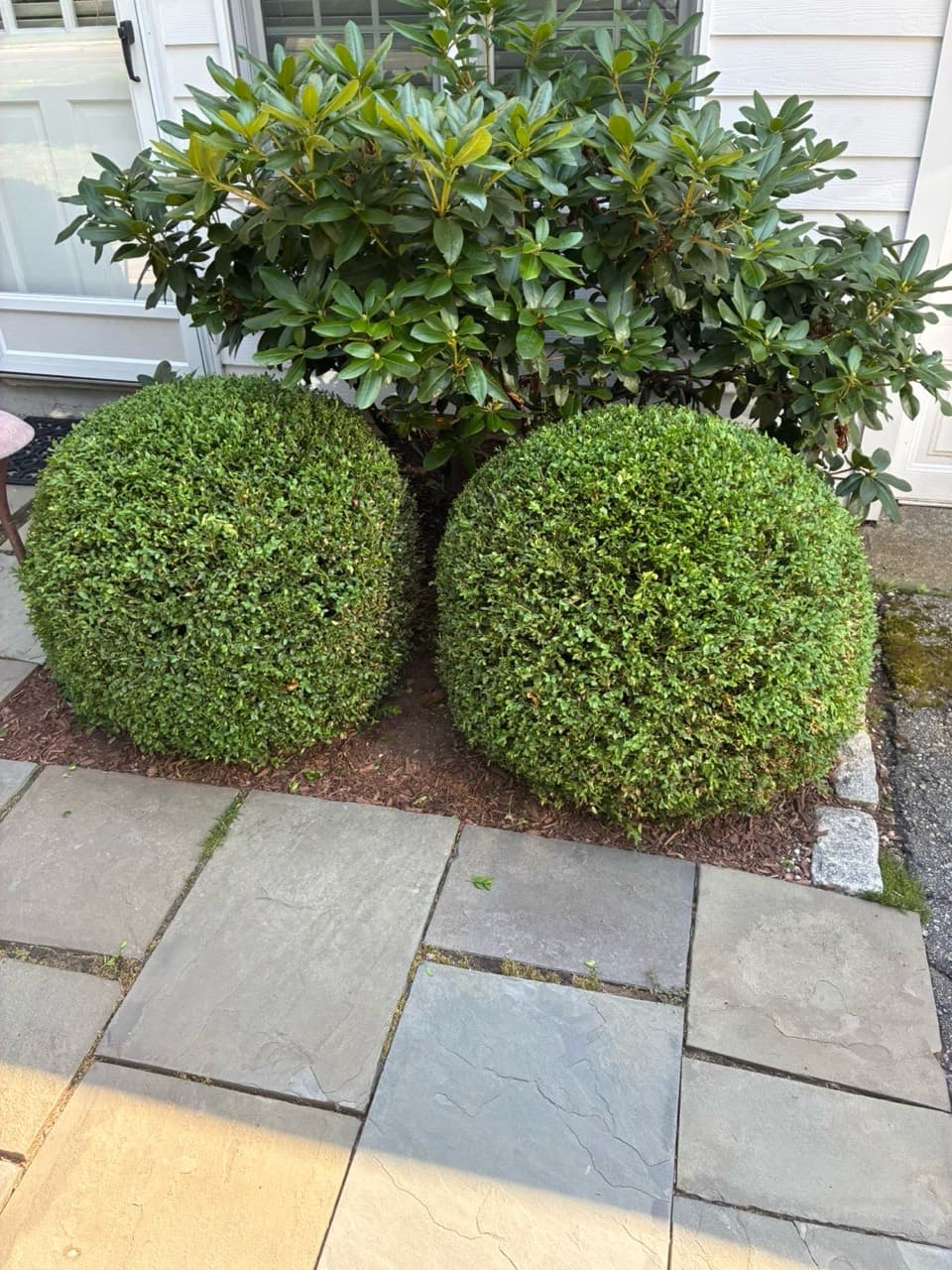 Carefully shaped shrubs framing a residential front entry