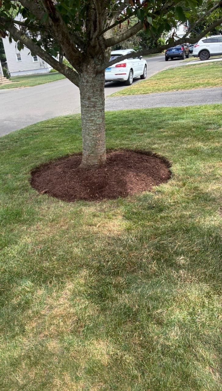 Fresh circular mulch ring with a crisp edge around a mature tree